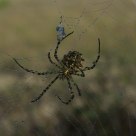Aranha (spider) Larinioides cornutus